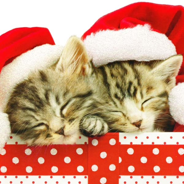 夢見るクリスマスの子猫たち　猫雑貨MIMIKOBO　クリスマスカード
